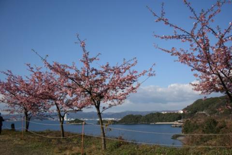 笠戸島線園地カワヅザクラH290227