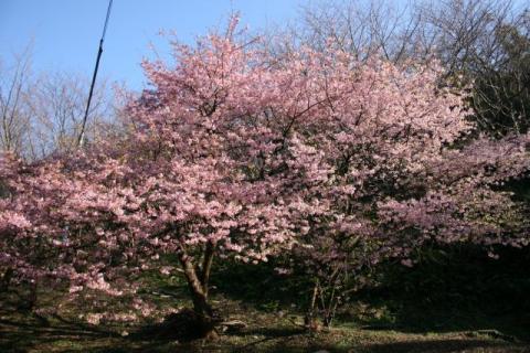 家族旅行村カワヅザクラH290227