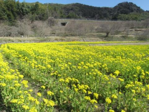 記念の杜菜の花H290310-2