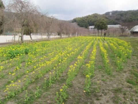 下松スポーツ公園ナノハナH290327