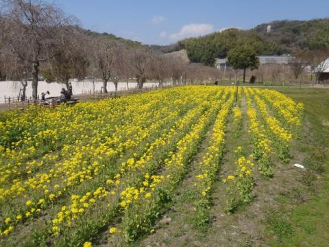 下松スポーツ公園ナノハナH290403