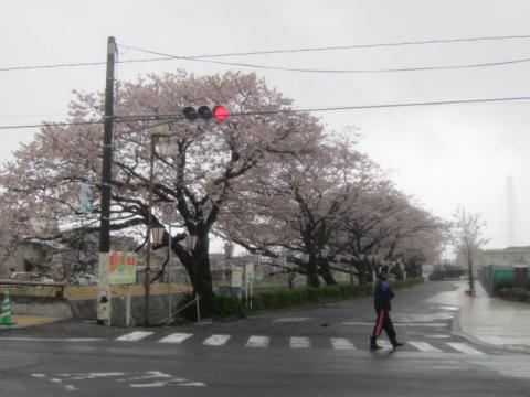 切戸川ソメイヨシノH290411-2