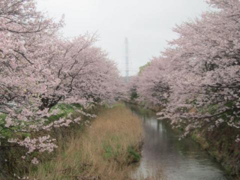 平田川ソメイヨシノH290411