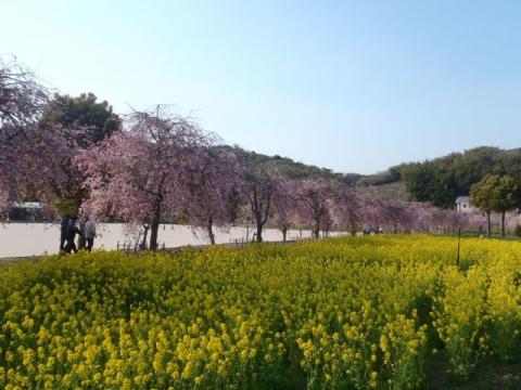 下松スポーツ公園ナノハナH290413