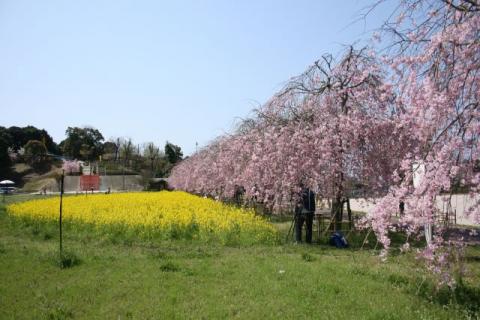 下松スポーツ公園シダレザクラH290414-1