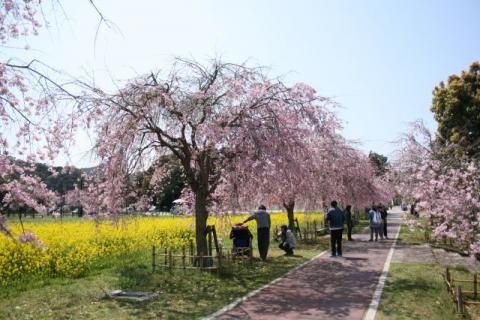 下松スポーツ公園シダレザクラH290414-2