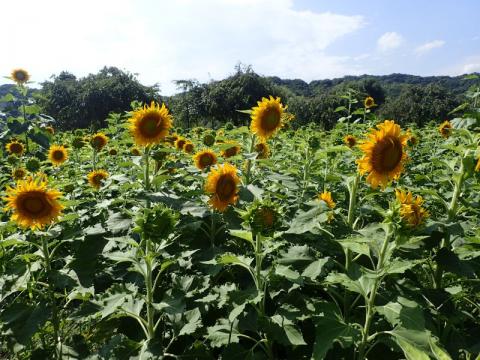 下松スポーツ公園ヒマワリH290818