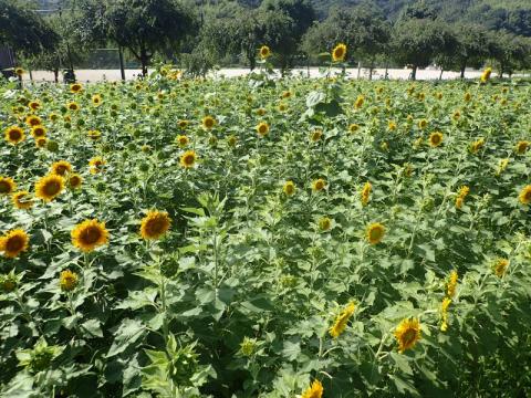 下松スポーツ公園ヒマワリH290818-2