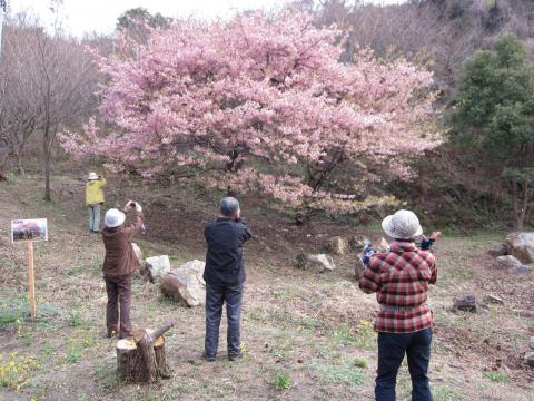 カワヅザクラ（笠戸島家族旅行村下）平成23年3月18日撮影