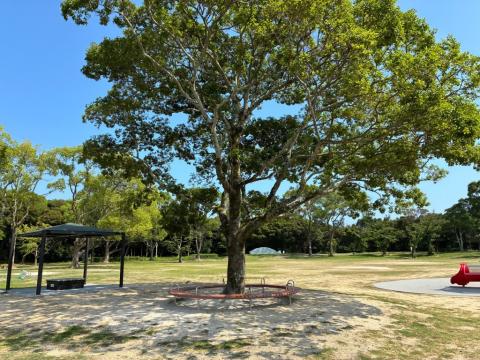 koigahama_kunai_park_tree-circle