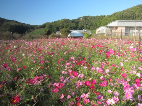 下松スポーツ公園のコスモスH271013