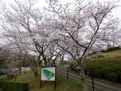 kudamatsu-park-sakura01