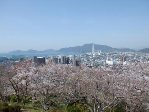 kudamatsu-park-sakura02