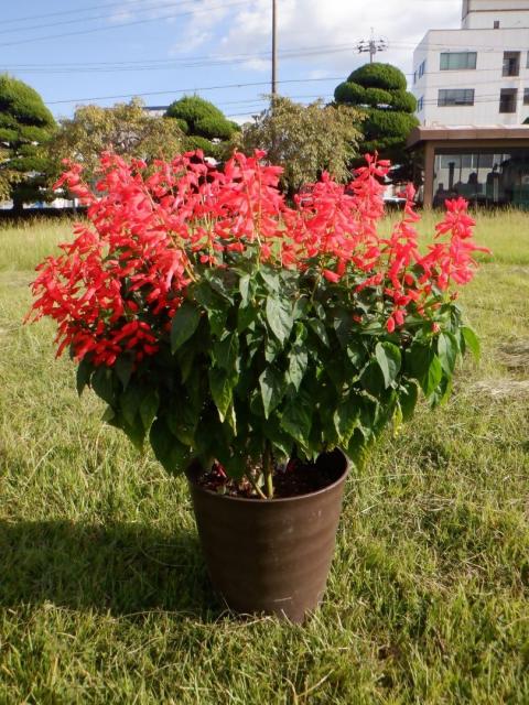 R7_sarubia_shicyousyou