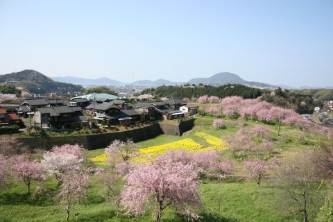 記念の杜シダレザクラ