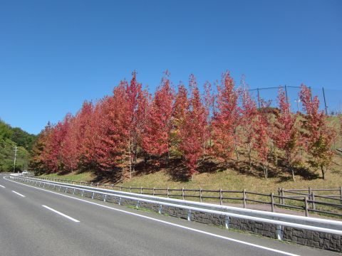 下松スポーツ公園アメリカフウの紅葉